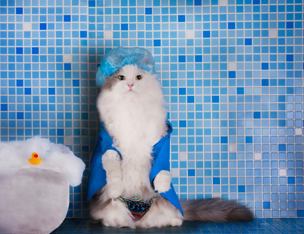 猫咪的饲养常识教案,如何饲养好银渐层猫咪