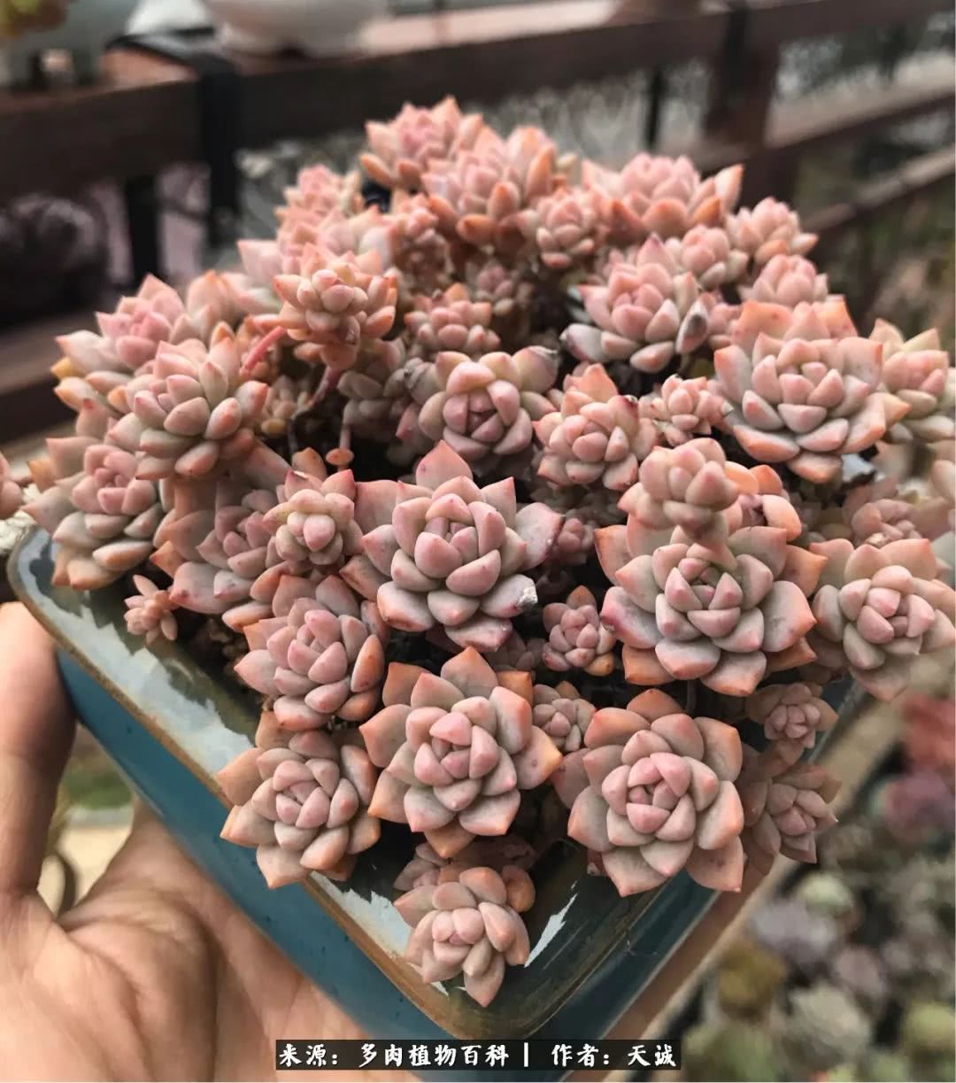 多肉从小养到大的过程,真爱的力量教程