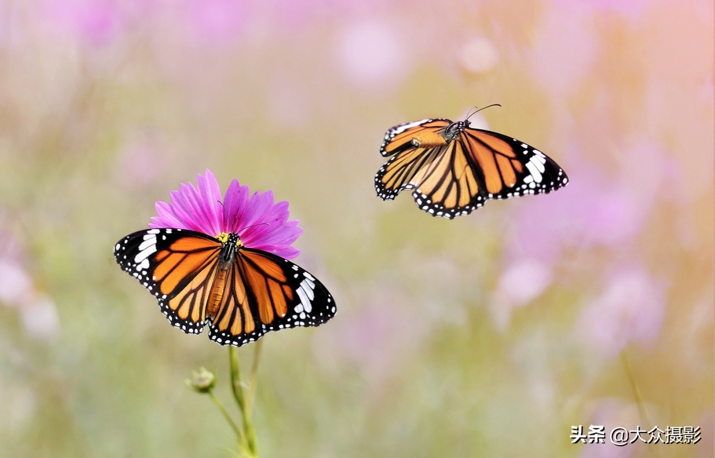 他7年专注拍蝴蝶,获“蝶痴”、“蝶仙”雅号