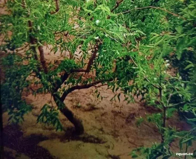 NO.845:阿克苏本地求职招聘、出租转让、农林牧副渔…信息大全