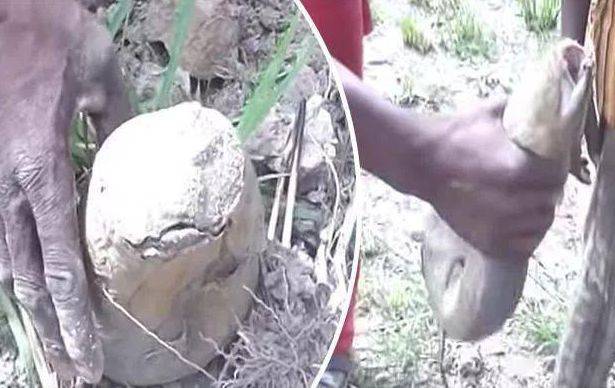 单鳃呼吸的鱼可以怎么救,鱼是用鳃呼吸的鳃的主要部分是