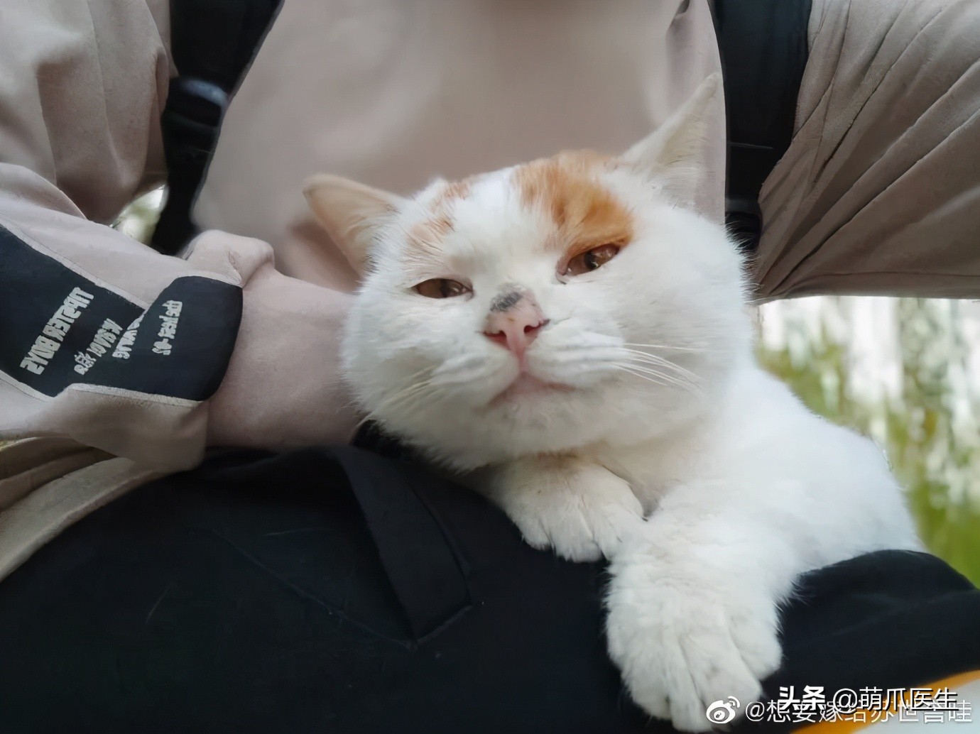 全网最委屈的猫主子,全网最委屈的小奶猫