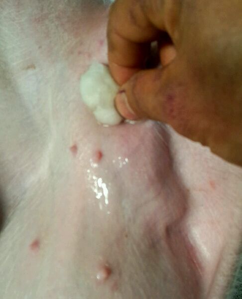 小公猪漏肠技术,小公猪漏肠最简单的处理方法