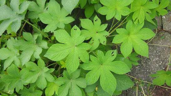 包草鱼饲料打窝钓草鱼效果怎样,夏初水库钓草鱼技巧