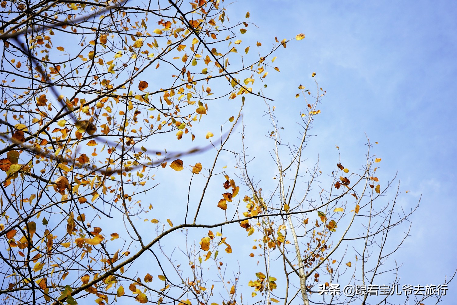南京燕雀湖水杉林,南京秋天水杉林