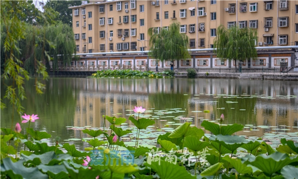 济南夏日风景美如画,济南美如画的地方