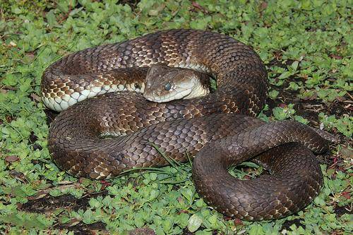 有毒蛇的蛇是真的吗,有毒蛇的小说大全