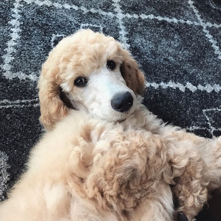 真正的泰迪犬有哪些品种,泰迪犬的潜力有哪些