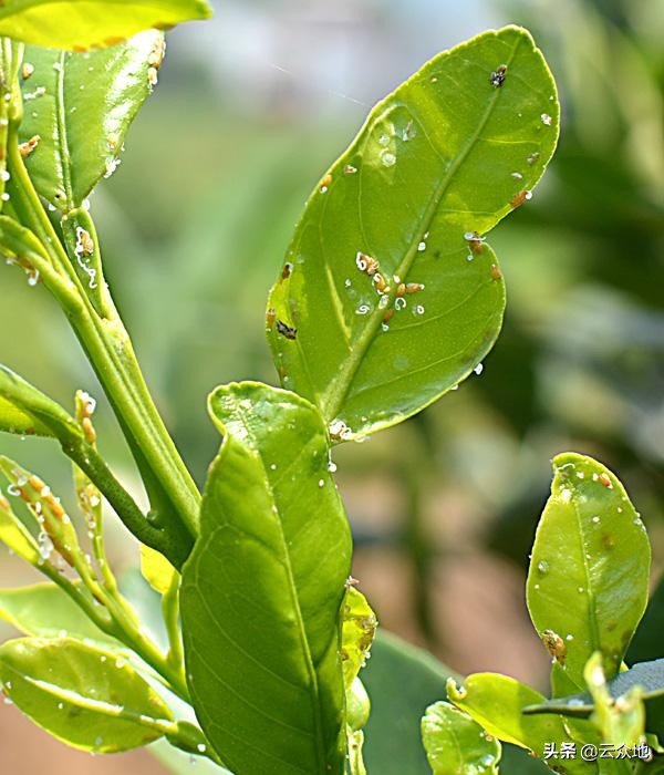 用什么药物可以防治柑橘木虱?,如何防治枝梢类害虫
