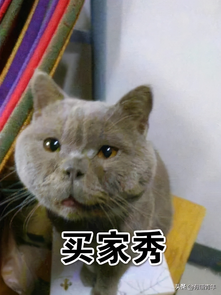 网上买的猫运回来死了,网上买猫三天送到半夜死了