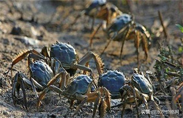 你买的螃蟹都是苦的？别着急骂商家，做好最后一步，味道鲜美升级