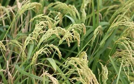 袁隆平培育的海水稻亩产多少斤,袁隆平十万亩海水稻硕果累累