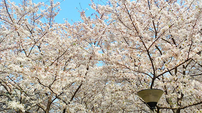 又是一年樱花开放的季节,又是一年樱花开视频