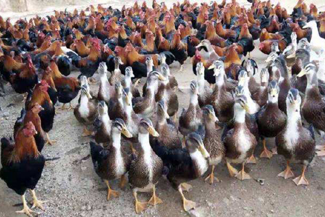 农民搞养殖创业该养殖什么挣钱呢,返乡创业养殖什么最赚钱