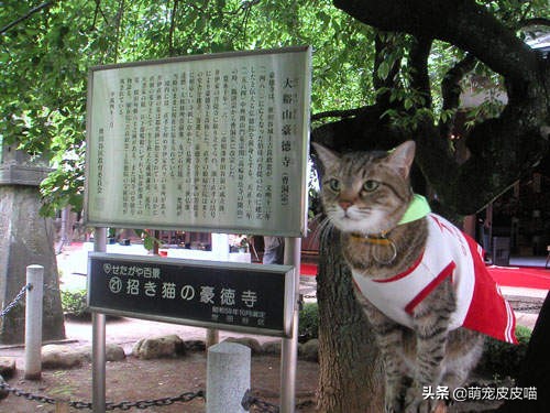 寺庙招财猫,西藏寺庙招财猫