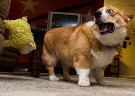 外面狗狗半夜叫个不停有什么预兆,狗狗一直叫不停怎么办