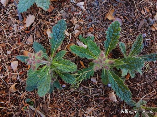 野生地黄跟种植地黄药效差别多大,地黄种植的功效