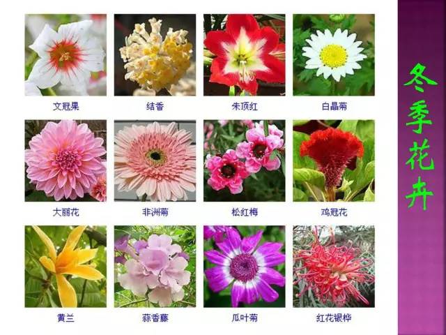 花卉大全500种观叶植物名称,1332种常见花卉植物图谱