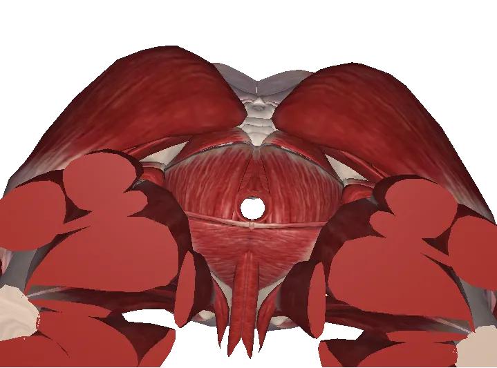 缓解孕期骨盆痛的瑜伽动作,缓解孕期盆骨神经痛