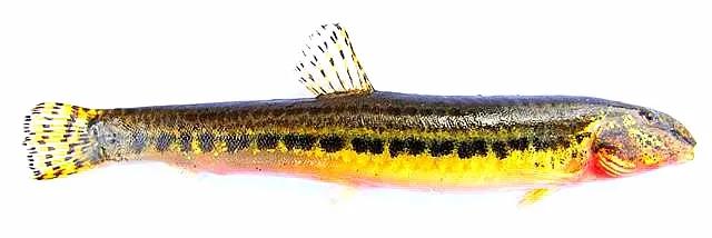 野生泥鳅品种图片大全大图,最大的泥鳅图片大全