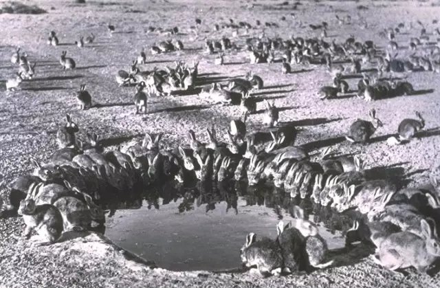 吃国宝吗？袋鼠泛滥成灾，站起来就像个一米九的壮汉打拳击