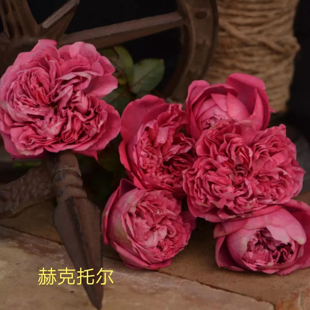 木村卓功推荐的月季,木村卓功月季