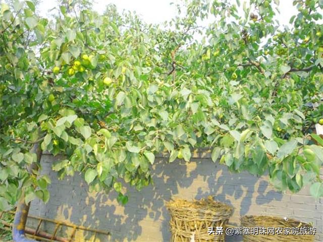 天津蓟县梨木台景点附近农家院,天津蓟县旅游梨木台攻略