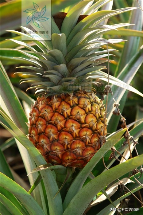 凤梨就是菠萝吗,凤梨就是番荔枝吗