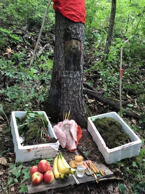 长白山挖人参真的会跑吗,长白山挖参人视频