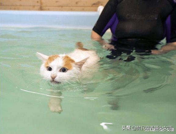 五只小猫咪游泳,可爱的小猫咪洗澡或游泳