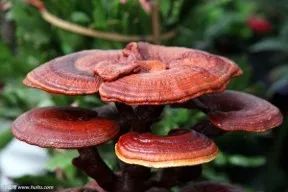 当天下第一草、*藏西**人参、菌中之王激情碰撞