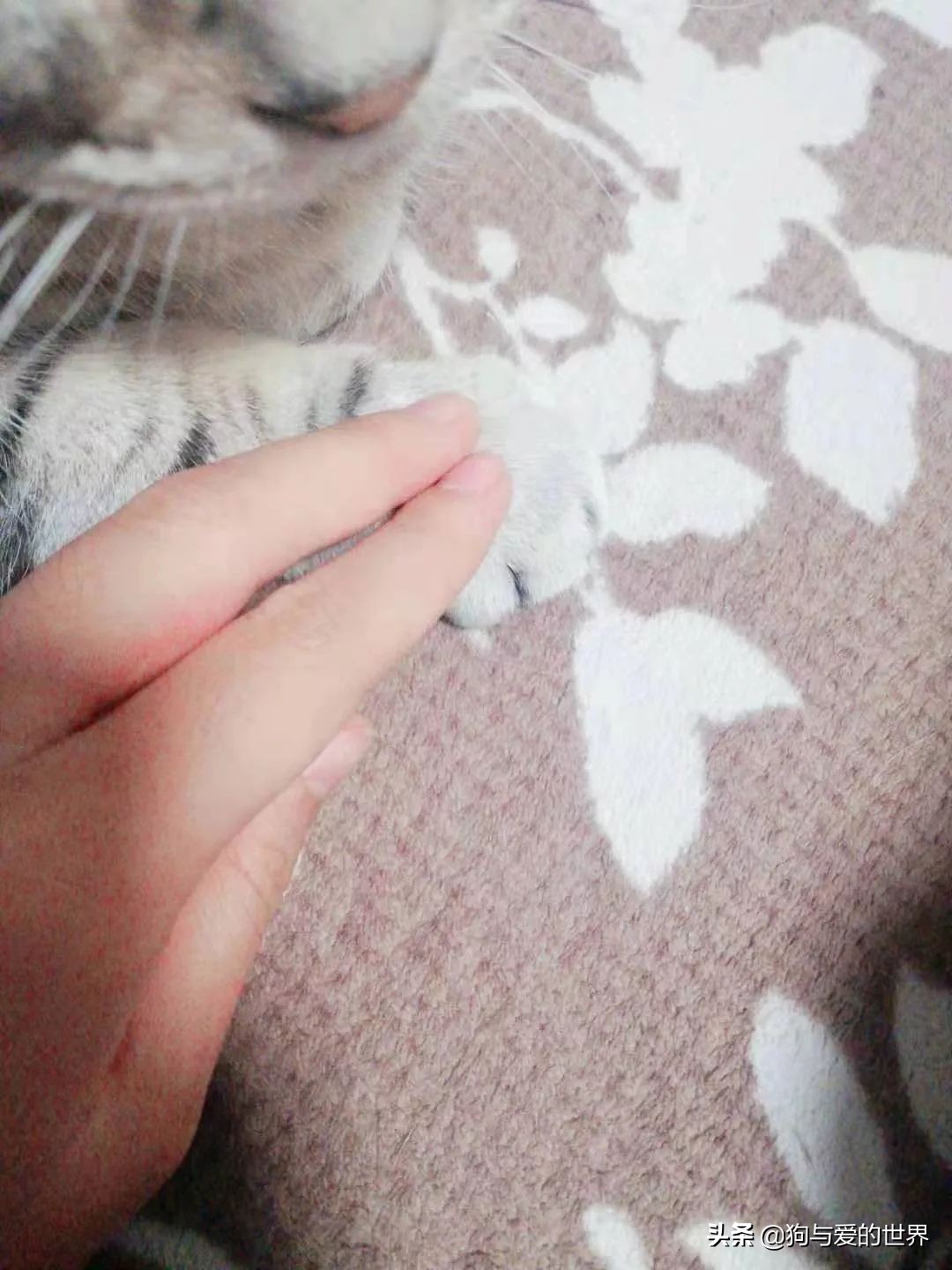 猫猫为什么喜欢躲在暗处扑人,猫猫为什么把爪子藏起来