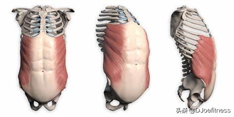 健身增肌马甲线,马甲线男生肌肉锻炼