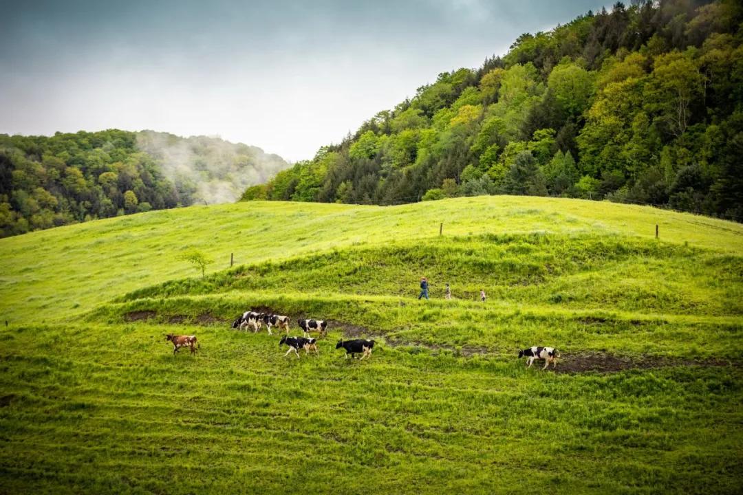 中产阶级的饮食,中产喝什么奶