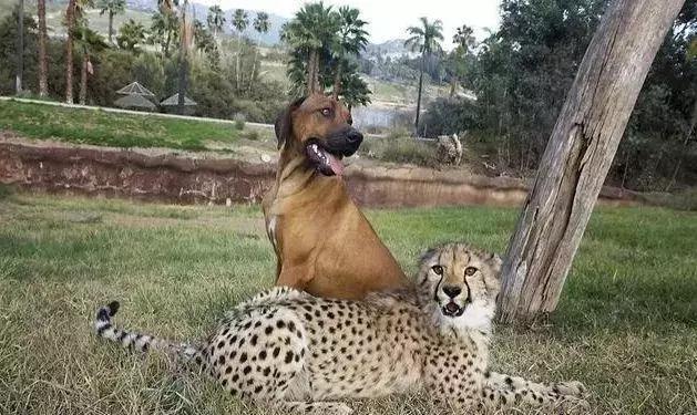 狗狗真是一种神奇的动物,狗狗是什么科的动物