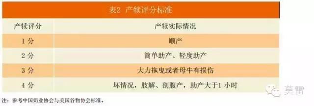 奶牛产后护理及注意事项,奶牛场产后护理如何做