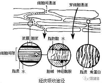 原液和纯露哪个更容易吸收,原液和纯露哪个先涂