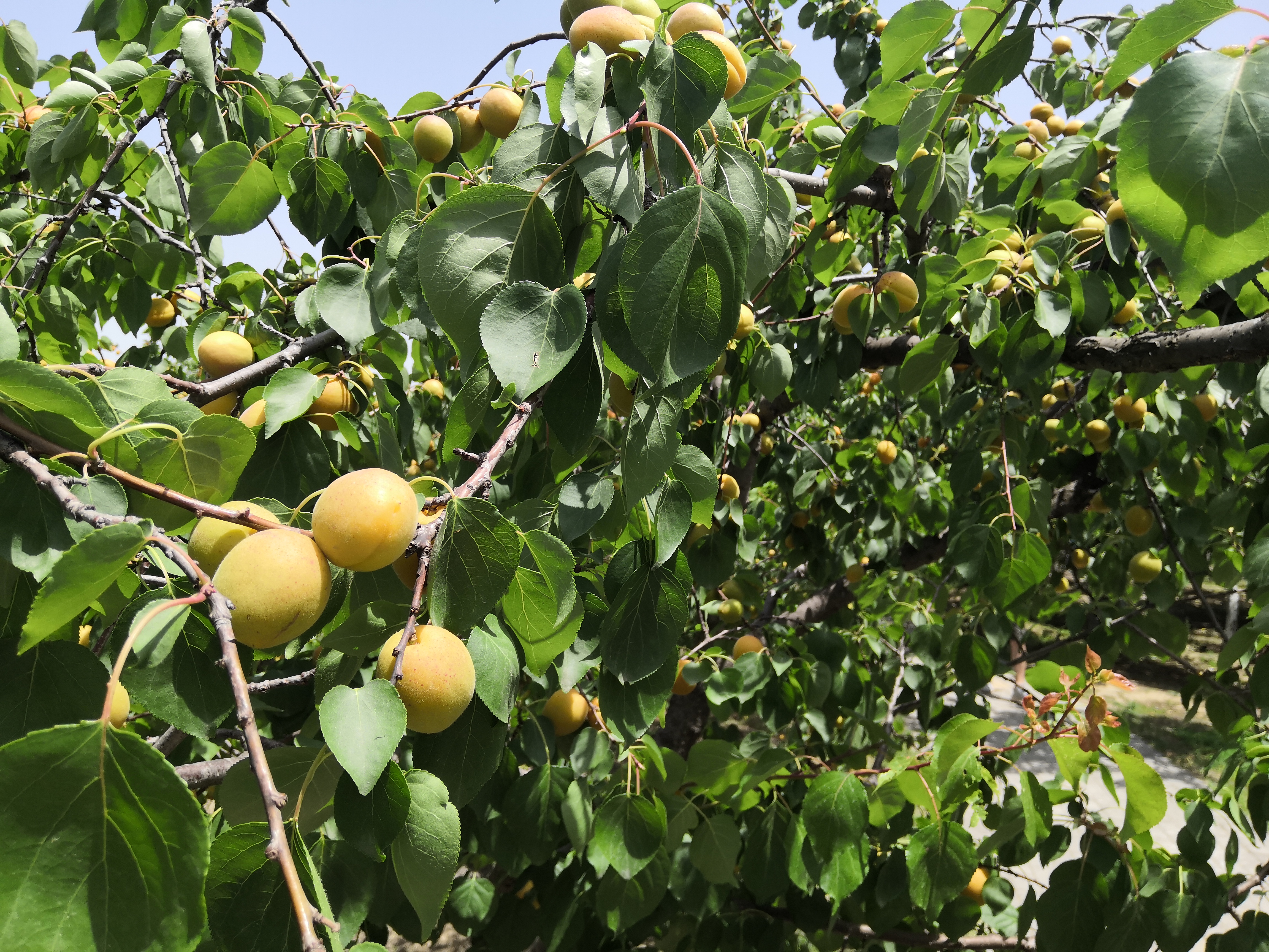 老侯看天下,西安浐灞国家湿地公园近期航拍
