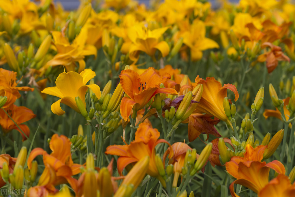 郁郁葱葱的多肉植物,适合阳光足的一年四季开花的植物