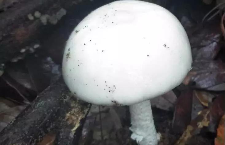 警惕广东头号毒菇,警惕新型毒品无处不在