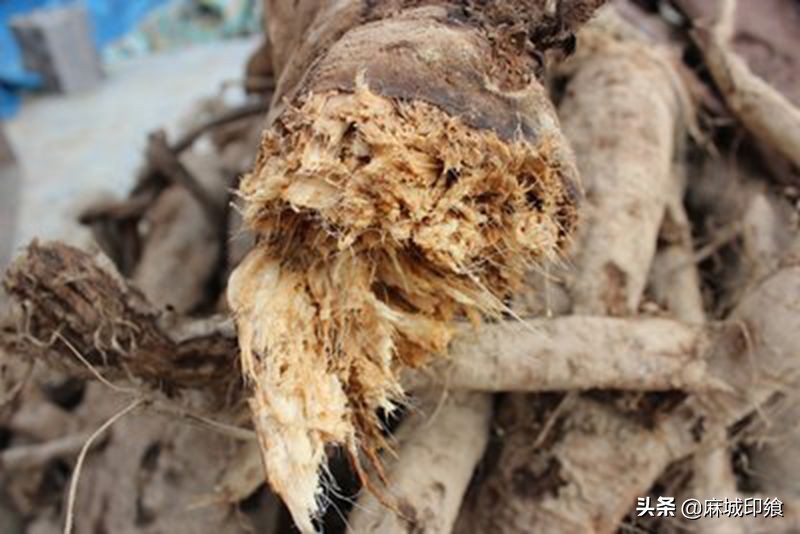 深山老林葛根粉,葛根粉深山野生葛根粉