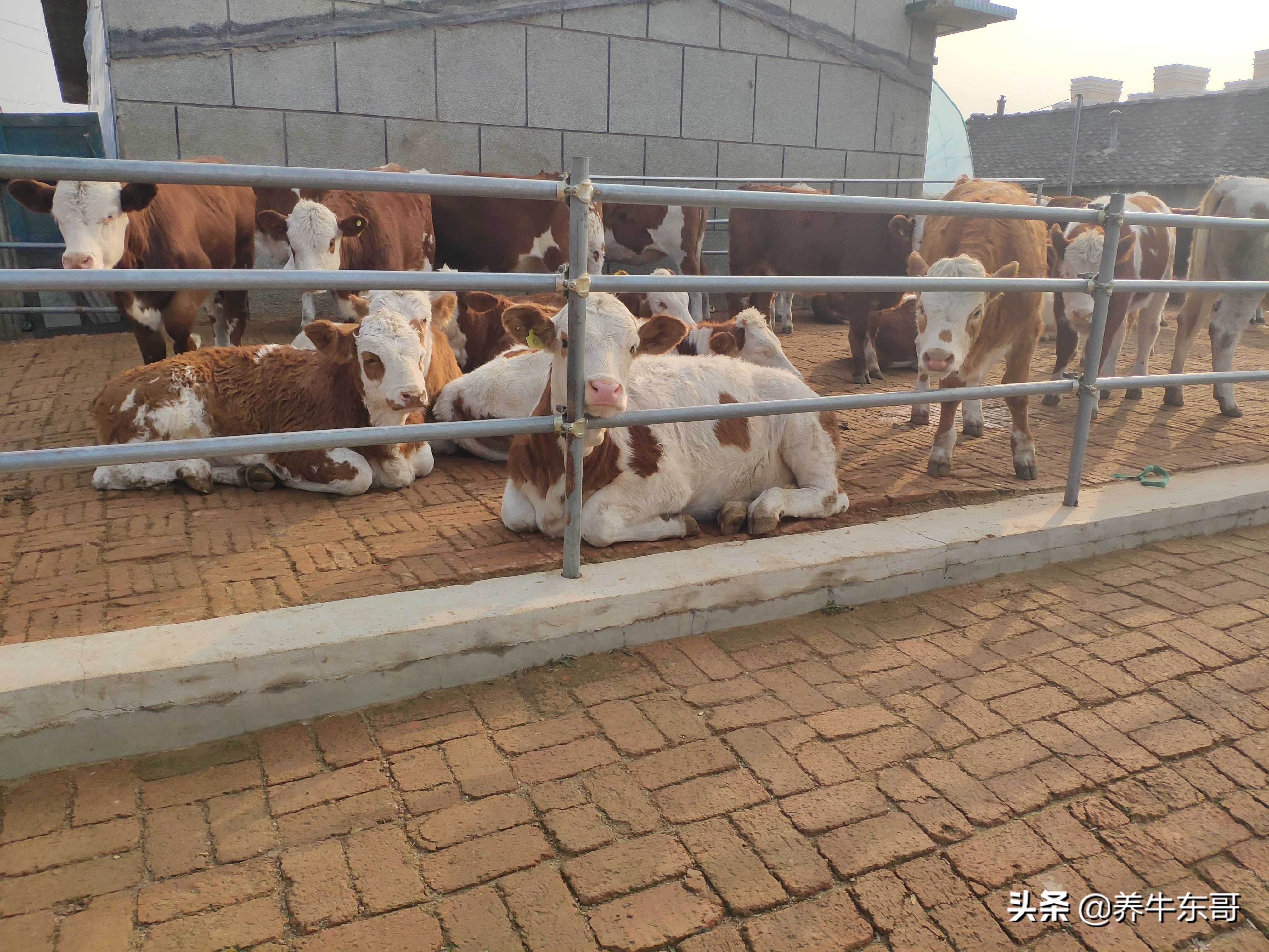 自己家的田地可以建养牛场吗,在农村养牛建牛圈