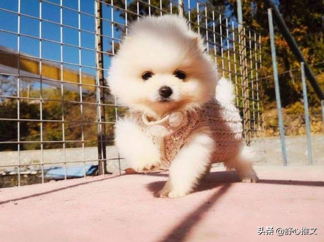 博美便便有点软而且臭是怎么回事,博美拉屎变得特别臭是什么原因