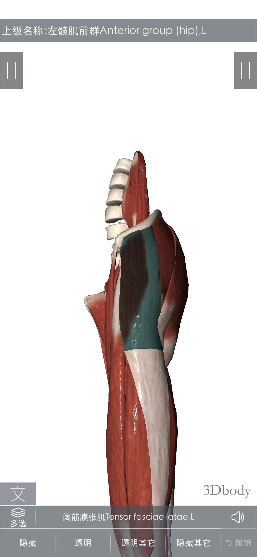 足少阳胆经针灸下针方向,足少阳胆经循行主要穴位及主治