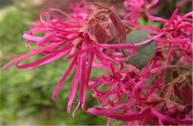 红檵木有多少种品种,红檵木优点缺点