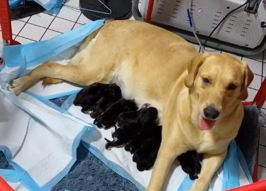 年度大戏，金毛：我媳妇生了，孩子是我弟弟哈士奇的