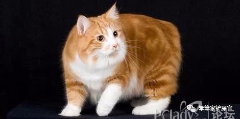 无尾猫为什么是观赏性的猫,无尾猫是天生没尾巴吗