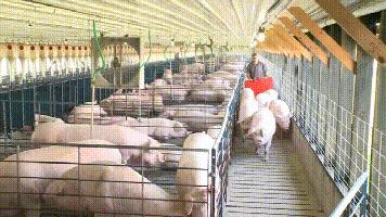 为什么中国每年从美国大量进口肉,为什么中国进口俄罗斯大增