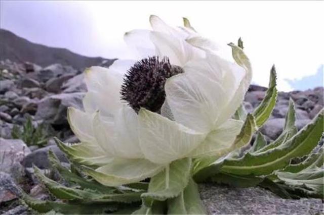 只生长在*疆新**和*藏西**的植物,拍卖价高达几十万,国家已经禁止采挖