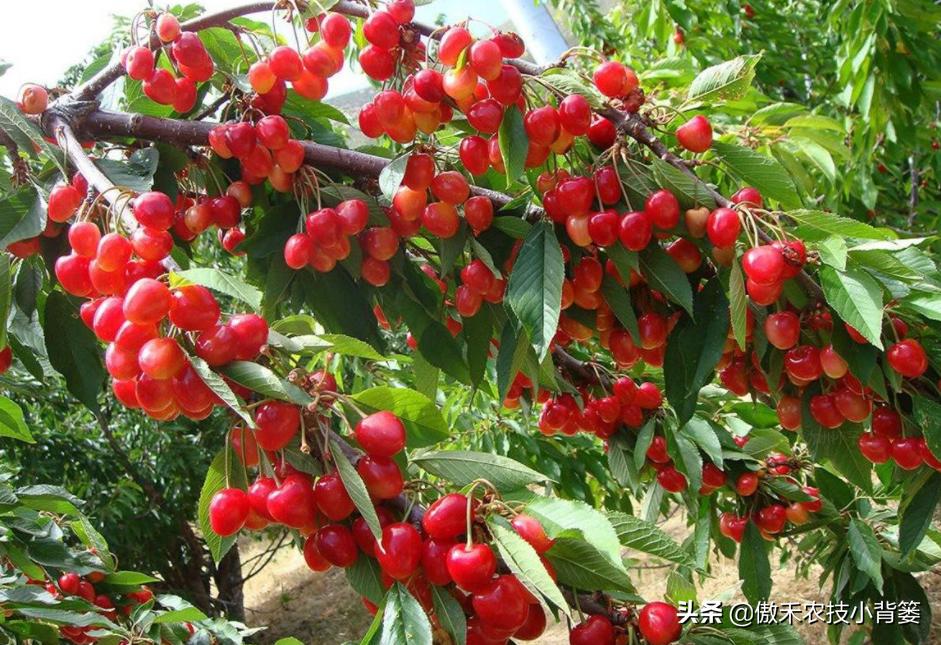温室大棚大樱桃的高产栽培技术,一根棍大樱桃密植高产树形管理